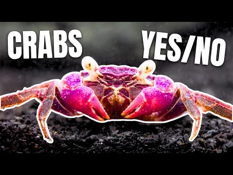 Here Are 15 Freshwater Crabs YOU Can Keep!