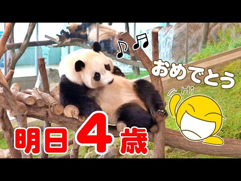 🐼4歳おめでとう！楓浜のバースデー直前💐🎂キュン至の最新映像🐾