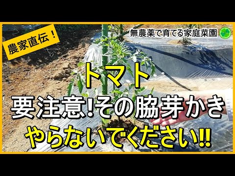 【トマト栽培】今さら聞けない！失敗しない芽かきと誘引方法【有機農家直伝！無農薬で育てる家庭菜園】　24/5/11