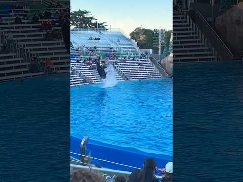 🐳 Orca Encounter | SeaWorld San Diego #shorts