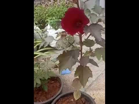 African Hibiscus/Cranberry Hibiscus