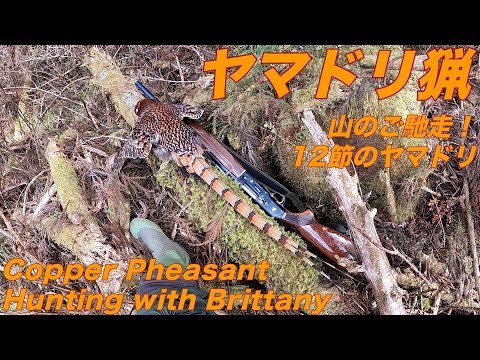 令和4年1月下旬 ヤマドリ猟(Copper Pheasant Hunting)　12節のヤマドリ