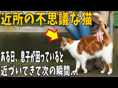 【猫の不思議な話】近所に住み着いている猫は人が落ち込んでいると近くに寄って来る不思議な猫さん。ある日、息子が落ち込んでいると近づいてきて…。【朗読】【猫】【感動】