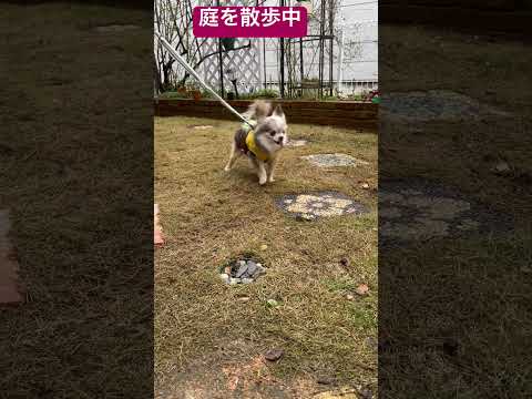 庭を散歩中# #老犬 #チワワ #ちわわ ＃にわ