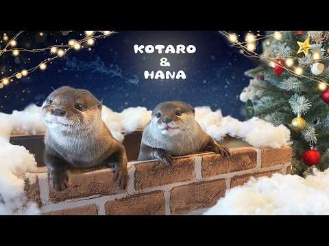 How Cute Otters Celebrate Christmas