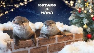 これが最高にキュートなカワウソのクリスマスパーティー！　How Cute Otters Celebrate Christmas