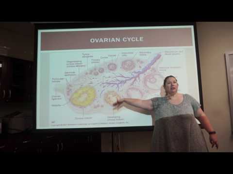 Ovarian cycle.