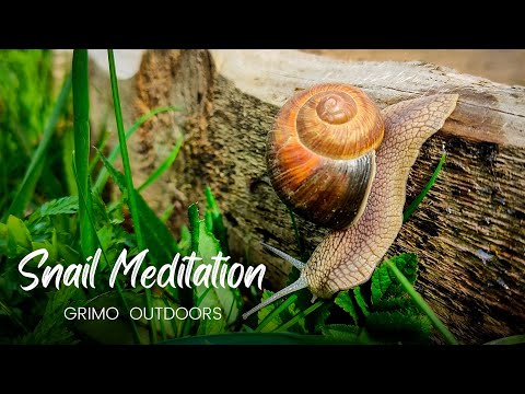 How to calm down quickly ❤ Watching snails ❤ Relaxation meditation