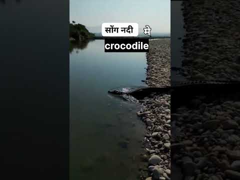 #rishikesh #song #nadi me #crocodile