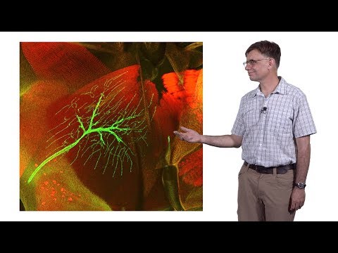 Michael Dickinson (CalTech) 2: How Flies Fly: Power