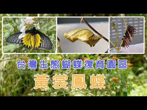 【南投埔里】黃裳鳳蝶--蝴蝶爺爺台灣生態蝴蝶復育園區| 環境保護| 美麗心台灣(450) #美麗心台灣 #黃裳鳳蝶 #馬纓丹 #鳥翼蝶 #馬兜鈴 #縊蛹 #帶蛹 #擬態 #保育類 #蝴蝶復育 #謝睿強