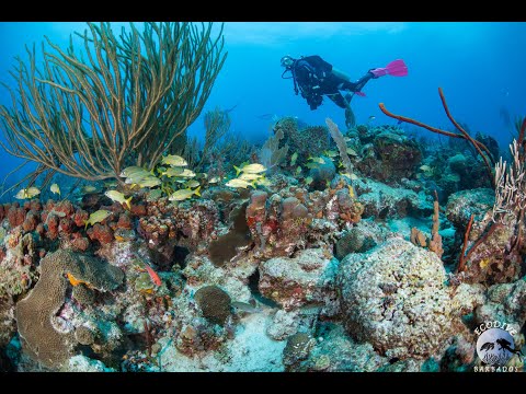 Brilliant Scuba Diving in Barbados with Eco Dive Barbados December 2018