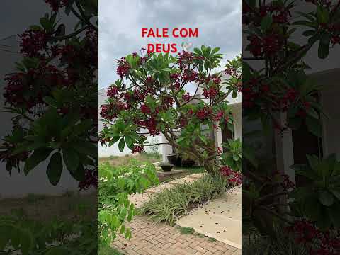 #motivacional #motivação #vidacomdeus #reflexão #deusnocomando #deusnocontrole #youtubeshorts