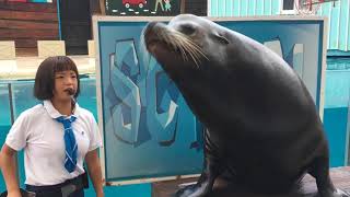 花蓮遠雄海洋公園-海獅微笑(seal smile)