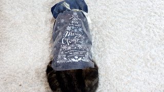 クリスマスプレゼントなねこ。-Christmas present cats.-