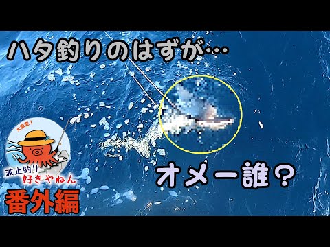 【和栄丸】紀伊長島でハタ釣り!!【番外編】