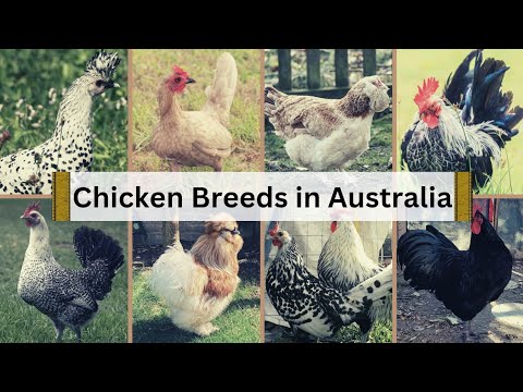 Different Types of Chicken Breeds in Australia 🐓🇭🇲 with their Characterisation in English Subtitles