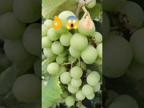 మళ్ళీ Grapes సీజన్ మొదలైంది //Grapes 🍇Started in my Home 😱👌 #grape #youtubeshorts