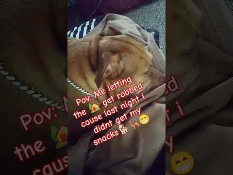 House robbed while Pitbull sleep #dog #pug #funny #funnydogs #pets #duet #yslrecords #workoutmusic