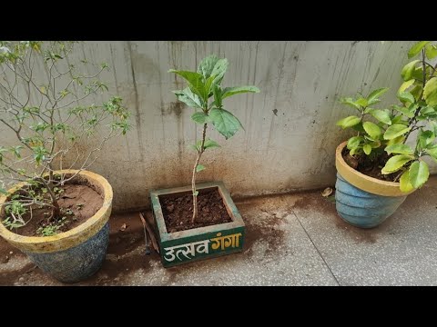 Unique Plant Collection In My Balcony Garden || जाने इन पोधो के नाम || Plant Collection & Decoration