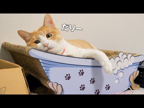 身の回りの世話を全て飼い主に任せている猫の顔がこちらです。