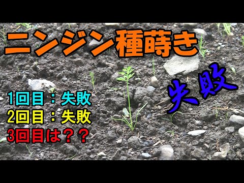 【人参】ニンジン種まき失敗