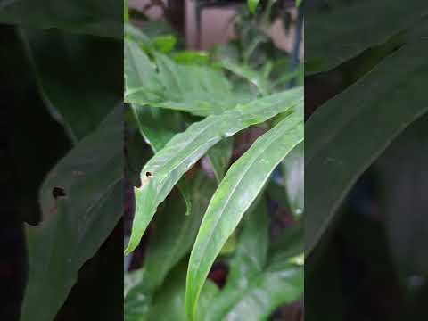 羽裂觀音蓮 Alocasia brancifolia #plants #alocasia #觀葉植物 #植物