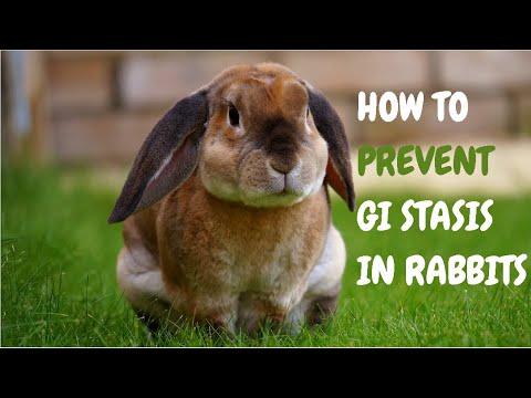 How To Prevent GI Stasis In Rabbits