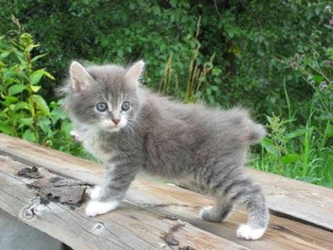 Animal Planet   :  Cats 101 ~ Kurilian Bobtail