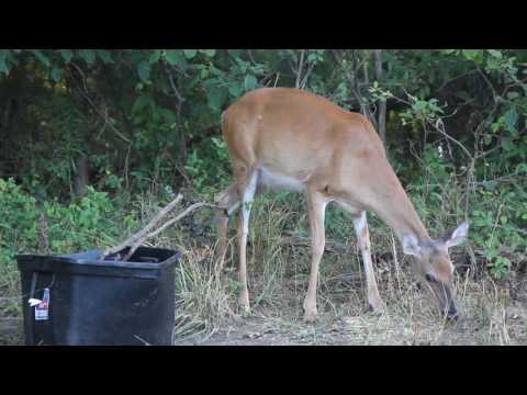 Ada the Deer Eats Corn and Listens to My Soothing Coos--July 11, 2016