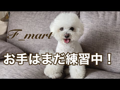 お手はまだ練習中！　-ビションフリーゼ犬-