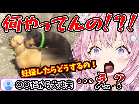 【GTAV】唐突に始まった犬の交尾に驚く博衣こより【ホロライブ/切り抜き】