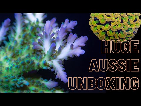 Crazy stock at a huge Aussie Coral and Fish unboxing night!