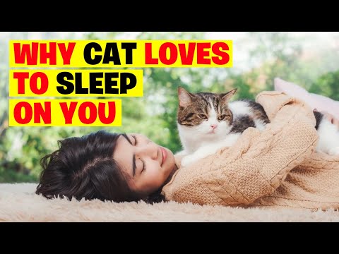 9 Reasons Why Your Cat Loves to Sleep on You/why cats sleep on humans