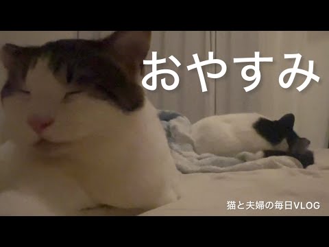 猫と夫婦の毎日VLOG#442 よく寝る二匹　1時間20分