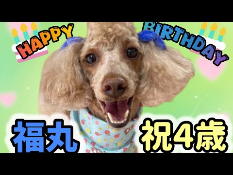 10月20日！福丸の誕生日でした🎊デカプー福丸の成長と、今回のお誕生日の様子です(^^)立派に9.2kgまで成長しました😂