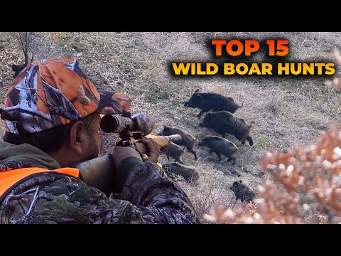 TOP 15 WILD BOAR HUNTS - BEST SCENES - EN İYİ 15 DOMUZ VURUŞU - CHASSE AU SANGLIER