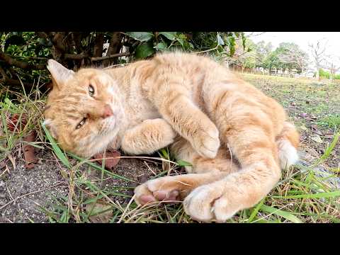 A one-eared cat lies down and curls up in front of a human