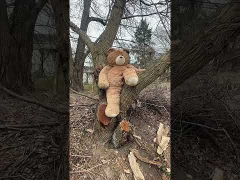 (short teaser video) Teddy Bear Abandoned in a tree! Right next to a highway.