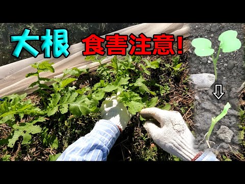 【大根】種まきから間引きまで（食害注意！）