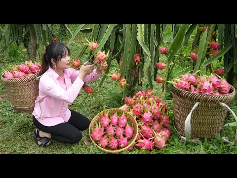 Pick dragon fruit sell, save the money you earn and feed it to the bees