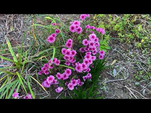 移植した菊が満開です。