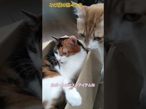 段ボールと猫　#三毛猫#茶トラ#cute #cat