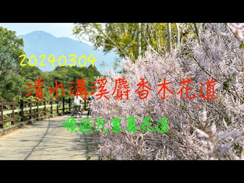 萬ㄟeye台灣20240304清水溝溪麝香木花道   4K