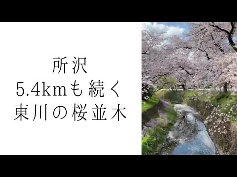 東川の桜並木｜埼玉県 所沢市 西新井町