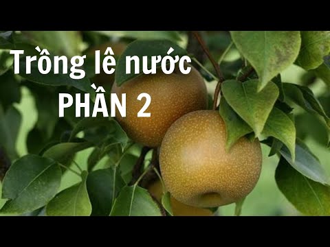 Trồng lê nước p2