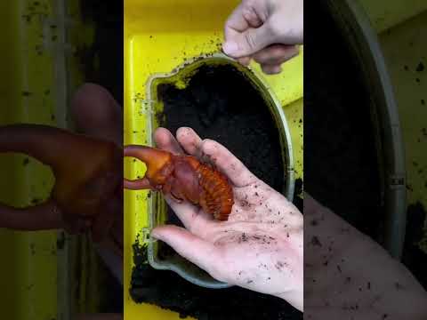 開挖神馬大兜蟲！Digging out the pupae of Rhinoceros beetle (Augosoma centaurus) 神馬大兜蟲 #shorts