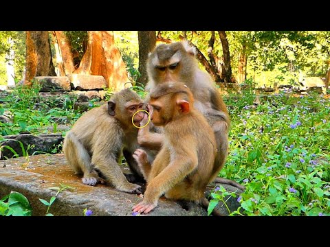 Tiny Monkey LEO Really Wants to be Sweetness with Mom But Sister Rainbow Always Jealous.