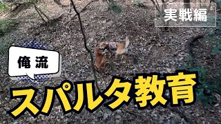 猟犬見習いブッチャーにスパルタ教育！ 戦場では自力で解決しなければならない！【イノシシ有害鳥獣駆除】