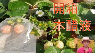 【開箱】草莓♡10木醋液噴灑草莓三種做法心得分享